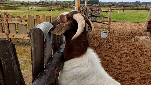 Парк животных Диприз Барановичи.mp4 смотреть онлайн