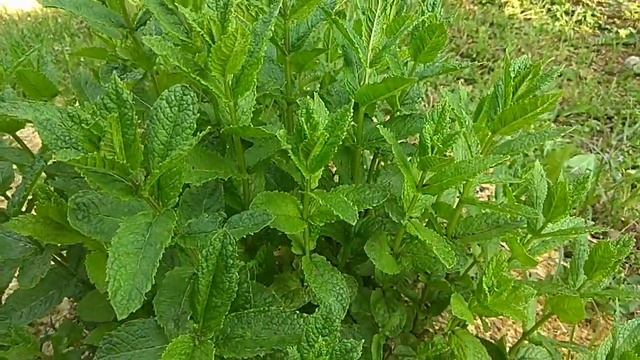 ЭТОТ Сорт МЯТЫ Идеален Для Коктейлей Мохито и Не Только смотреть онлайн