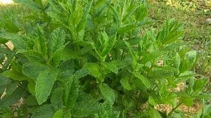 ЭТОТ Сорт МЯТЫ Идеален Для Коктейлей Мохито и Не Только