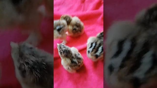 Брама Криль, суточные цыплята... Кто петушок, кто курочка, как различить???!!! смотреть онлайн