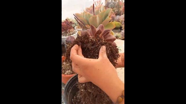 Para qué?. decapitar nuestras Echeverias. смотреть онлайн