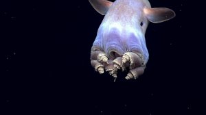 Дикий океан. Документальные фильмы о подводном мире на Russian Extreme TV