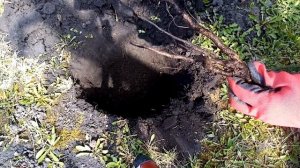 Высадка и обзор чайно-гибридных роз Осирия, Аваланж и Циркус