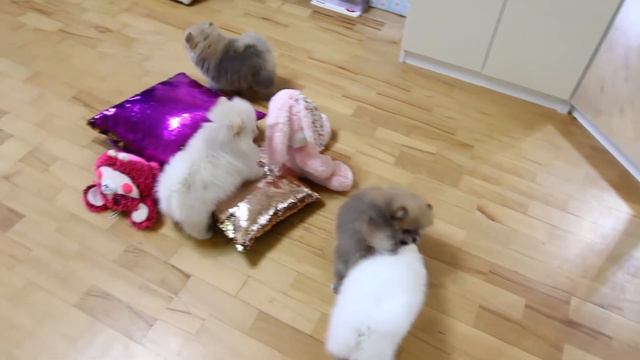 Шпицы смотреть онлайн