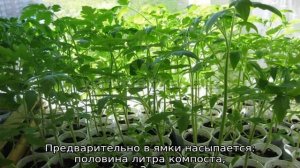 Томат Черника