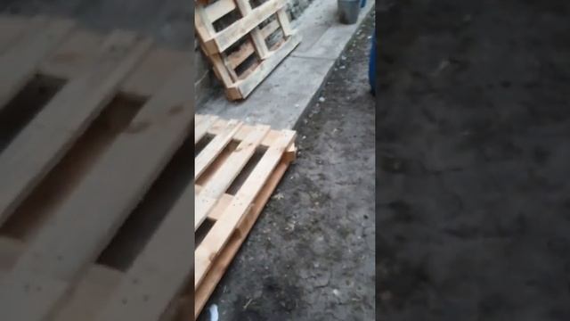 Взвешивание. Мускусная утка.Немецкая линия смотреть онлайн