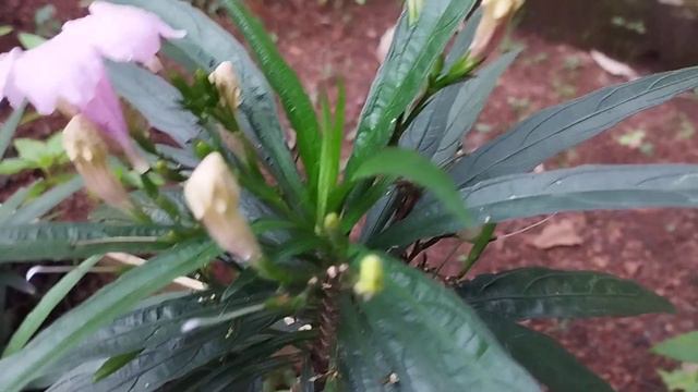 Blushing Beauties: The Light Pink Ruellia simplex, Mexican #petunia Plants,и мексиканская петуния смотреть онлайн
