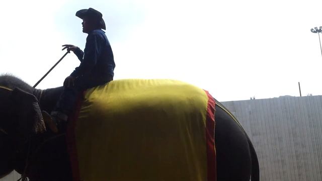 Самые умные слоны в мире !!! смотреть онлайн