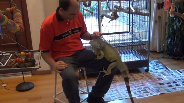 Iguana - when tame becomes pushy смотреть онлайн