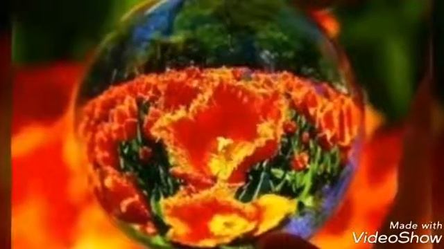 ....удивительный мир цветов.. смотреть онлайн