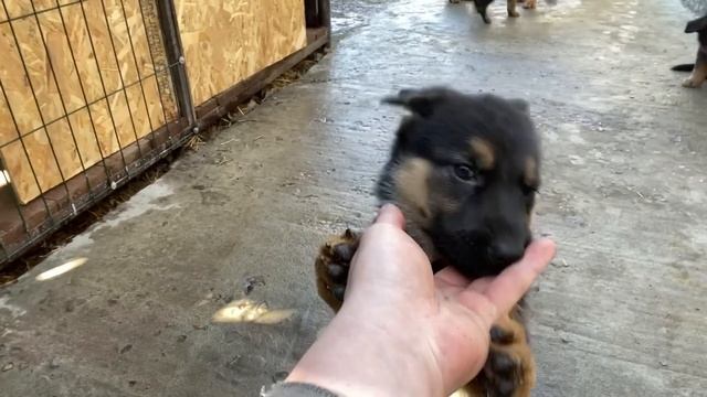 ЩЕНКИ ИЗУЧАЮТ НОВЫЙ МИР смотреть онлайн