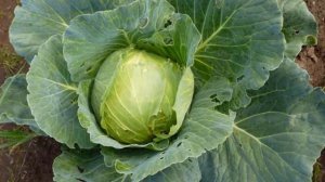 После чего ни в коем случае нельзя сажать капусту