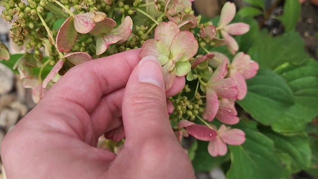 Weekly Garden Tour, in my hydrangea garden 🌸 смотреть онлайн
