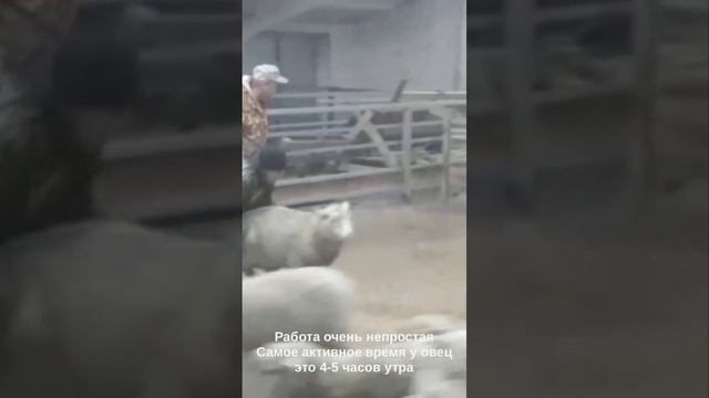 Осеменение в хозяйстве Голден ЛАМБ ! Часть 2 марлезонского балета! смотреть онлайн