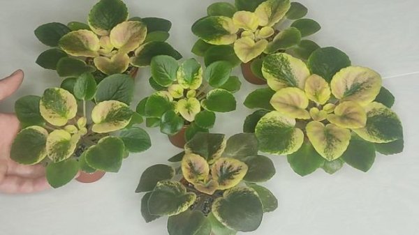 Фиалка ЯН-Катюша