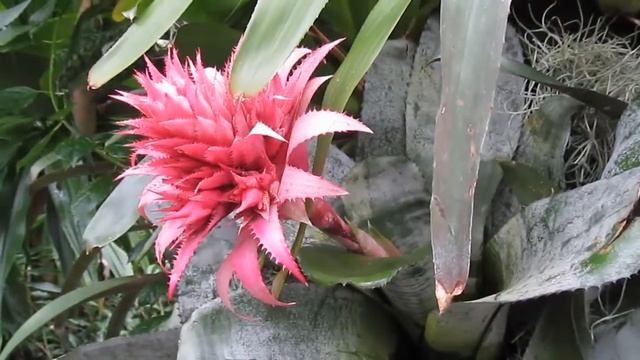 Bromeliads: Aechmea fasciata смотреть онлайн