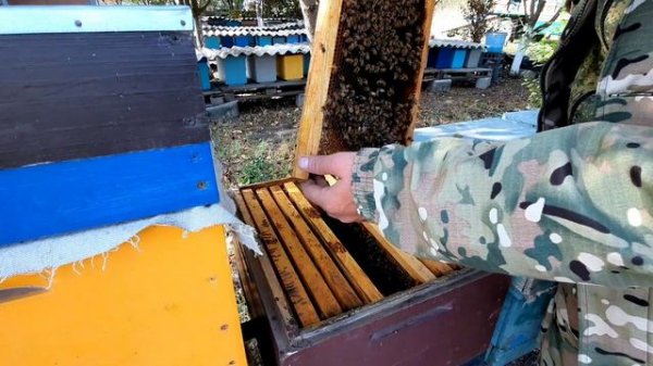 Что это за порода бакфаст?