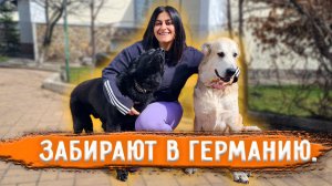 Впервые за долгое время чипируем собак на отправку в Германию. Поготовка и вакцинация Розы и Джека.