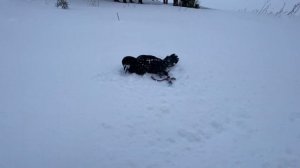 Как ворон с горки катался.. / ворон Гоша