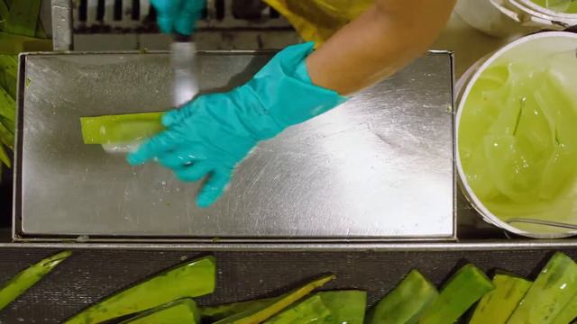 Почему мы называемся компанией Алоэ Вера. Официальный канал ФОРЕВЕР ЛИВИНГ ПРОДАКТС КАЗАХСТАН смотреть онлайн