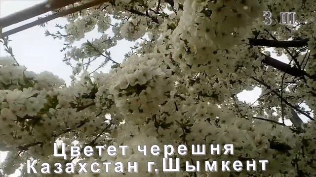 Цветет черешня смотреть онлайн