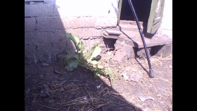 ДЕРЕВНЯ! Дела житейские. Про кур и цыплят смотреть онлайн