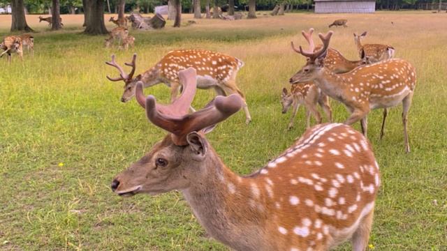 олени смотреть онлайн
