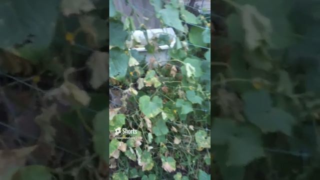 #курям смотреть онлайн