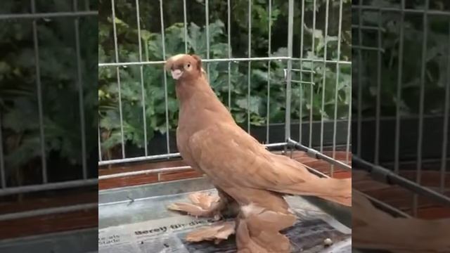 Голуби Жёлтые (НАВАТТЫ) 3 смотреть онлайн