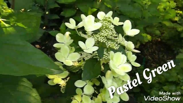 10 августа 2020 г. Pastel Green смотреть онлайн