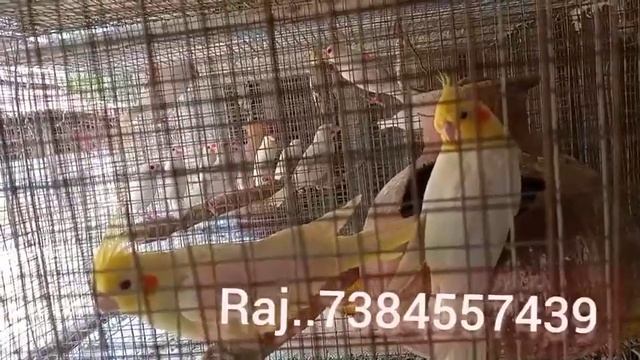 cockatiel breeding pair//Java sparrow// for sale (for sale) смотреть онлайн