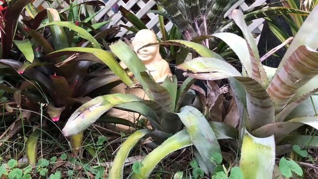 Bromeliad Landscape in the Garden смотреть онлайн