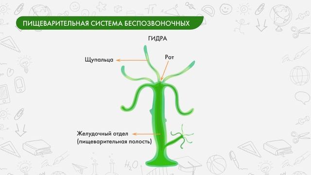 Биология 8 класс. Питание и пищеварительная система смотреть онлайн