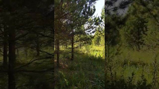хвойный лес /природа / деревня / FOREST / LIVING NATURE / VILLAGE / singing birds in Russia смотреть онлайн
