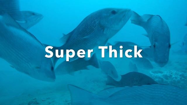 Black Friday Offshore Red Snapper & Huge Gag and Red Grouper in the SeaVee 320B смотреть онлайн