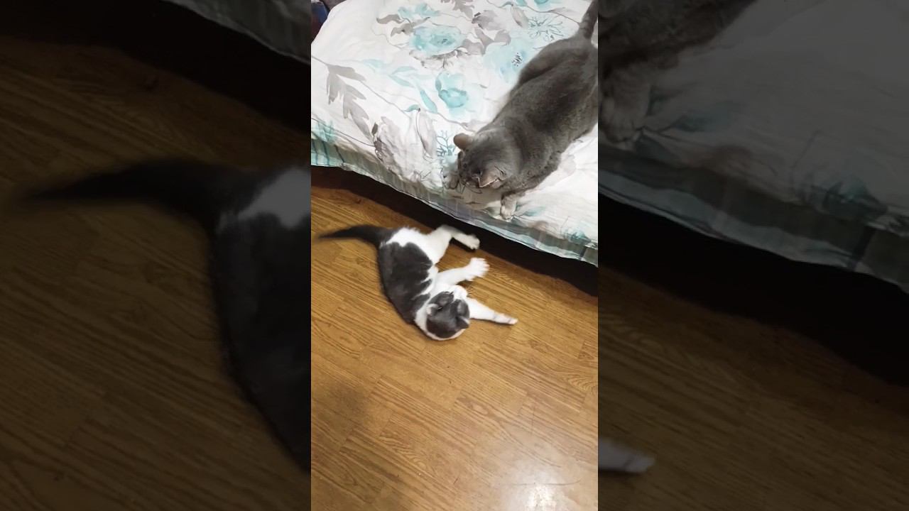 Мурзик хочет подружиться с Масей.#мурзик #кот #питомец #котики #любовь #мася #кошка #дружба смотреть онлайн