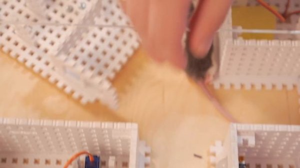 Сыграем в игру. Умный лабиринт для крыс на Iskra JS. Проекты Амперки #18