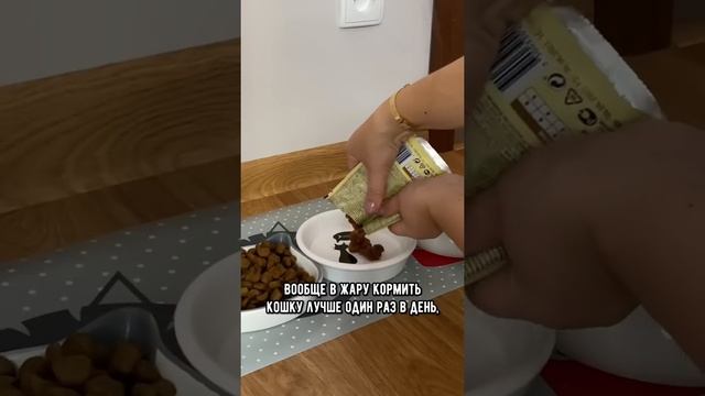 Чем лучше кормить кота в жаркую погоду #кошка #коты #shorts смотреть онлайн