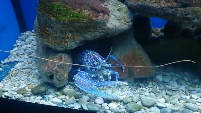 Синий Homarus gammarus. Аквариум г. Башка (Хорватия) смотреть онлайн