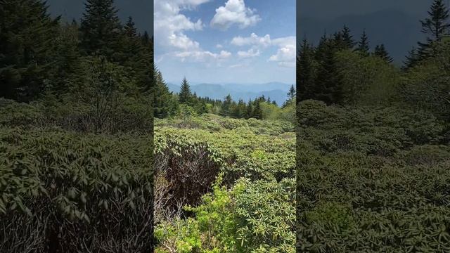 Paradise In The Sky! Rhododendron Garden! Breathtaking Views! High up Roan Mountain TN смотреть онлайн