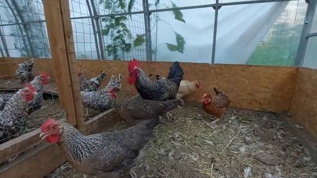 ДОМИНАНТ ГРИНШЕЛЛ ГС смотреть онлайн