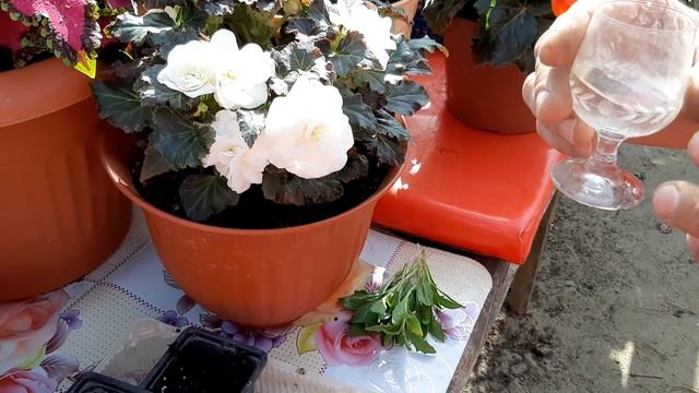 Черенкование Цветов ПРОСТО И ЛЕГКО?как размножать и черенковать цветы смотреть онлайн