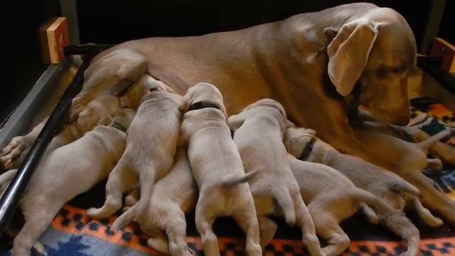 Weimaraner vom Hemmershof Welpen C-Wurf 19 Tag смотреть онлайн