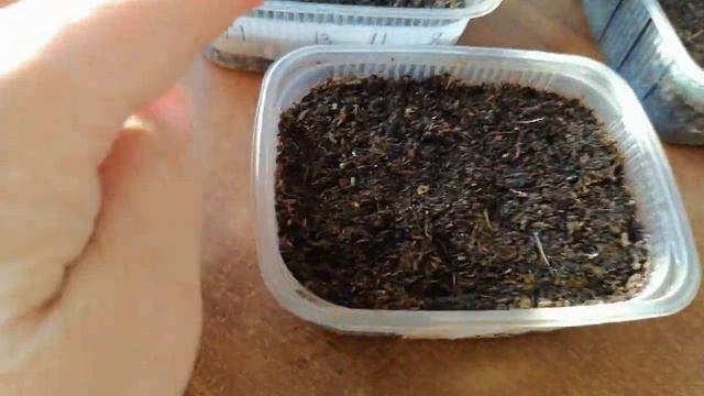 Долго)) Как же они долго всходят))) Первые всходы бегоний))) смотреть онлайн