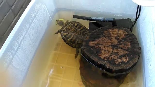 Черепаха кушает сочную гусеницу бражника смотреть онлайн