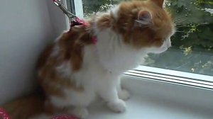 ПОВОДОК И ШЛЕЙКА  ДЛЯ КОШКИ ДАШИ ИЗ МАГАЗИНА ГАЛАМАРТ (распаковка, примерка, прогулка).