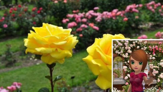 Выращивание РОЗ./ Удачный Совет! смотреть онлайн