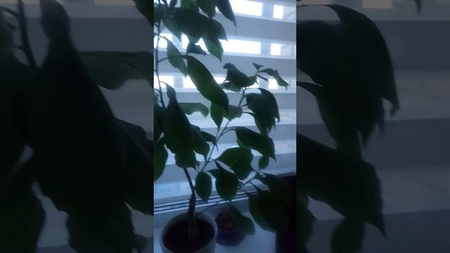 Super! Big baobab. Wow!! Вырастила Баобаб. Baobab смотреть онлайн
