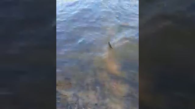 Рыбалка 2013. Жор мелкого жереха. Поймал - отпусти! Палка ( St.Croix Avid ) смотреть онлайн