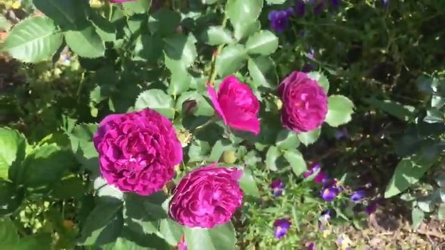 Роза МИНЕВРА (Minerva) смотреть онлайн